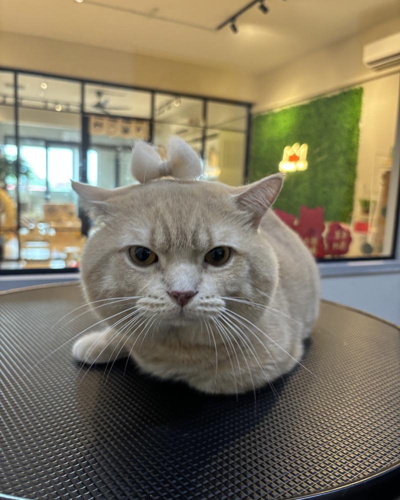 Cream British Shorthair with a fur bow after grooming