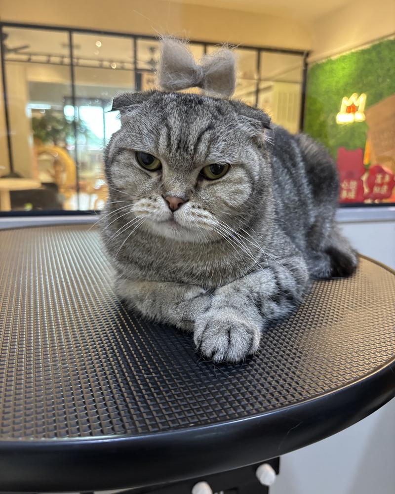 Scottish Fold with a fur bow after grooming
