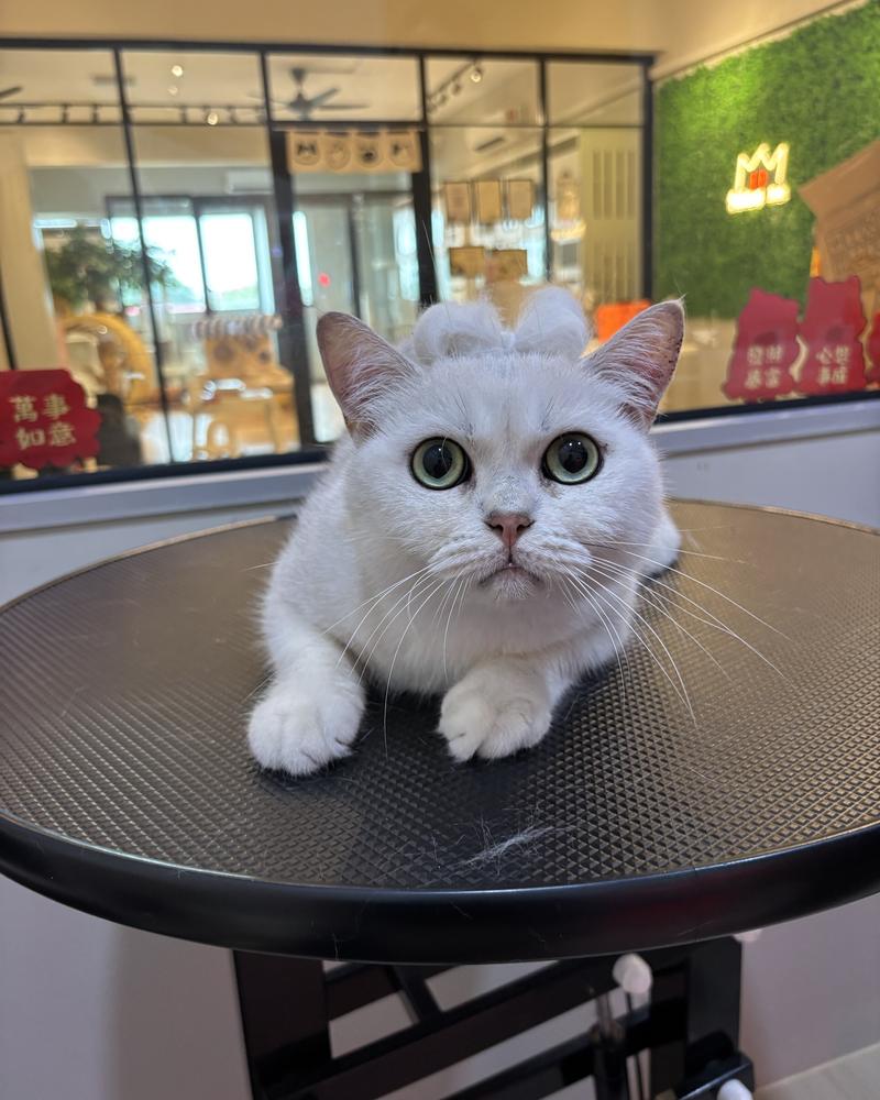 White British Shorthair with a fur bow after grooming