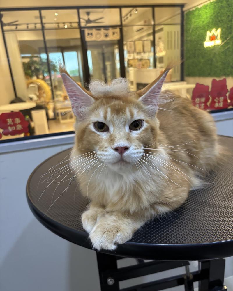 Maine Coon after a Deep-Clean groom