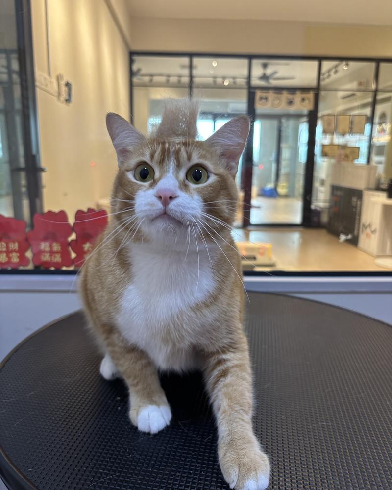 Ginger and white cat after grooming